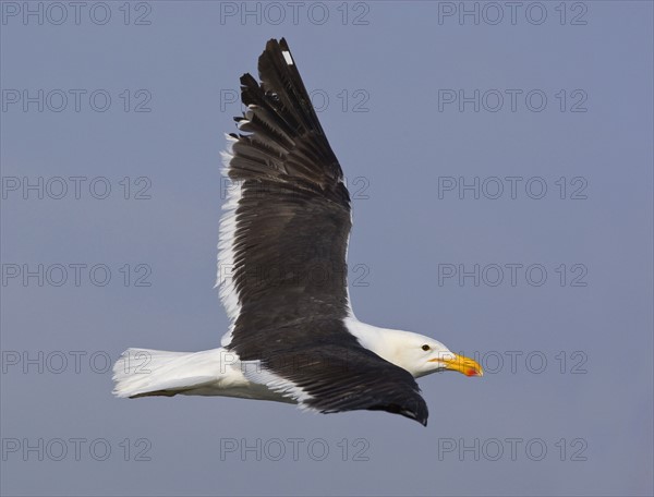 Close up of Cape Gull in flight, Namibia, Africa. Date : 2008