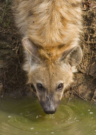 Close up of Spotted Hyaena, Greater Kruger National Park, South Africa. Date : 2008