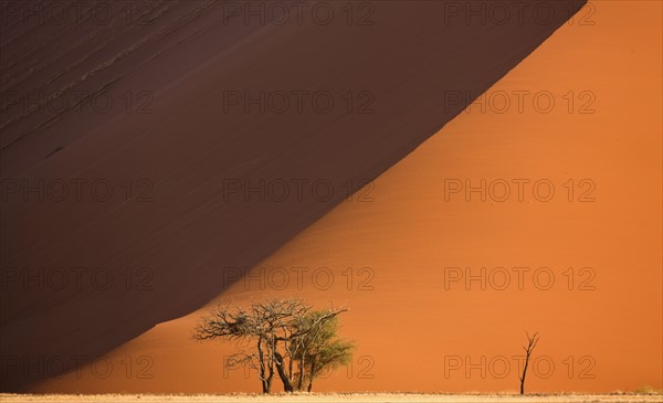 Tree in front of sand dune, Namib Desert, Namibia, Africa. Date : 2008