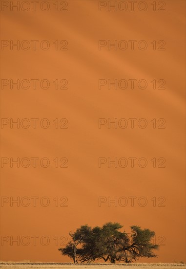 Tree in front of sand dune, Namib Desert, Namibia, Africa. Date : 2008