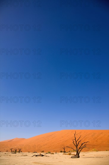 Dead tree in front of sand dune, Namib Desert, Namibia, Africa. Date : 2008