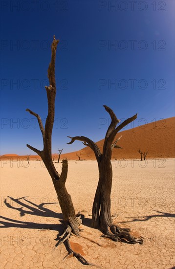 Dead trees, Namib Desert, Namibia, Africa. Date : 2008