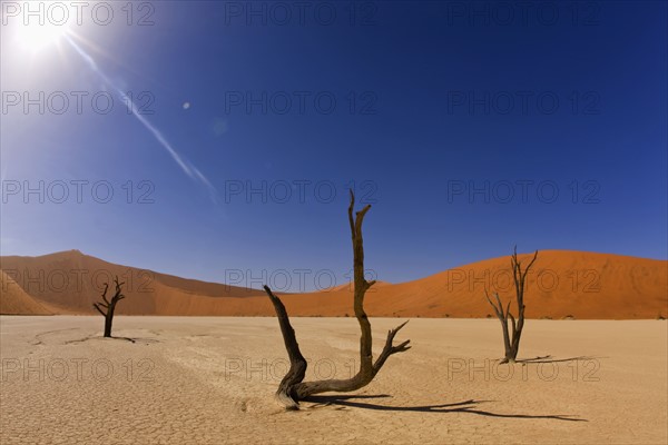 Dead trees, Namib Desert, Namibia, Africa. Date : 2008