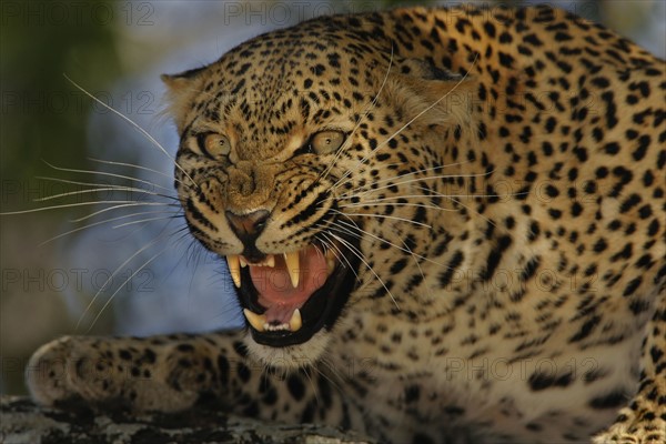 Leopard growling, Greater Kruger National Park, South Africa. Date : 2008