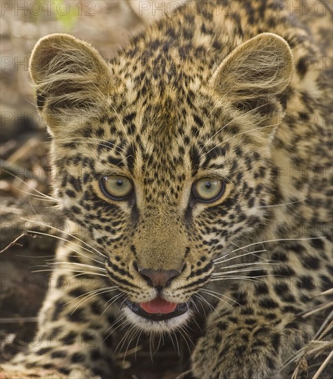 Close up of Leopard, Greater Kruger National Park, South Africa. Date : 2008