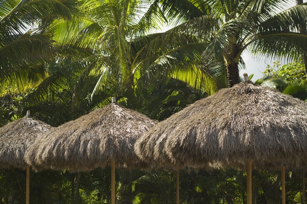 Palm frond umbrellas in front of palm trees. Date : 2008