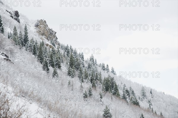 Snow covered trees on mountain side. Date : 2008