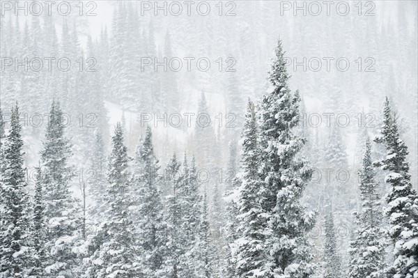 Snow covered trees on mountain, Wasatch Mountains, Utah, United States. Date : 2008