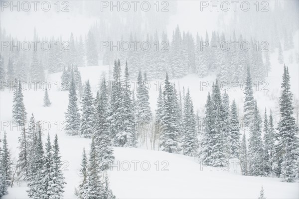 Snow covered trees on mountain, Wasatch Mountains, Utah, United States. Date : 2008