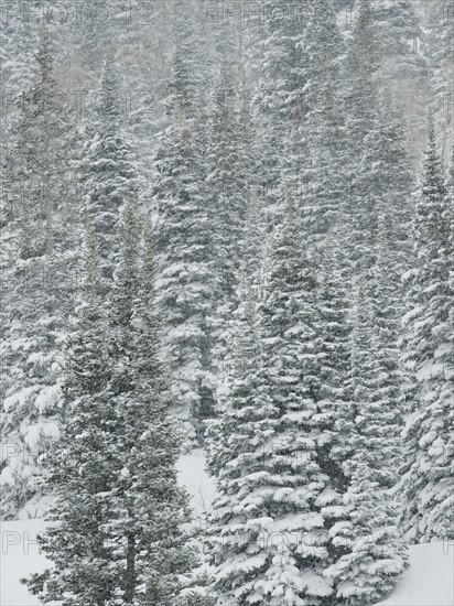 Snow covered trees, Wasatch Mountains, Utah, United States. Date : 2008