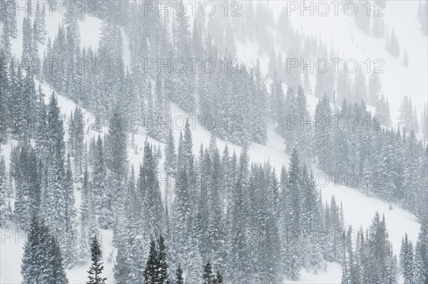 Snow covered trees on mountain, Wasatch Mountains, Utah, United States. Date : 2008