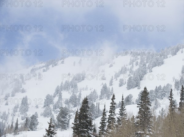 Snow covered trees on mountain, Wasatch Mountains, Utah, United States. Date : 2008