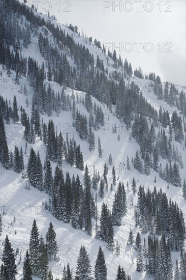 Snow covered trees on mountain, Wasatch Mountains, Utah, United States. Date : 2008