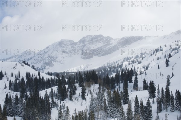 Snow covered trees on mountain, Wasatch Mountains, Utah, United States. Date : 2008