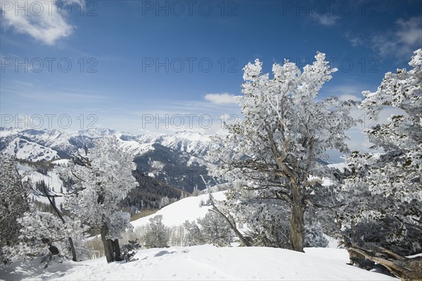 Snow covered trees on mountain, Wasatch Mountains, Utah, United States. Date : 2008