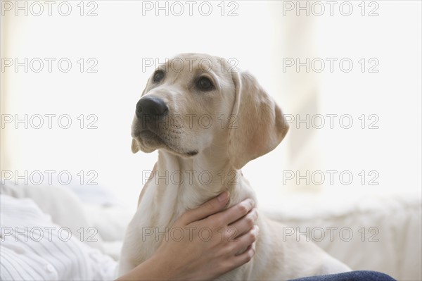 Dog on woman’s lap. Date : 2008