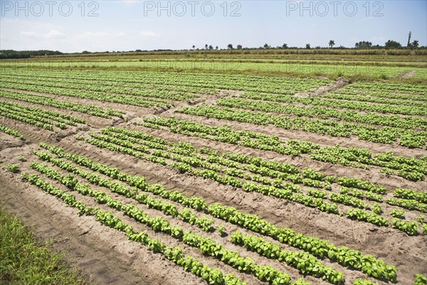 High angle view of basil farm, Florida, United States. Date : 2008