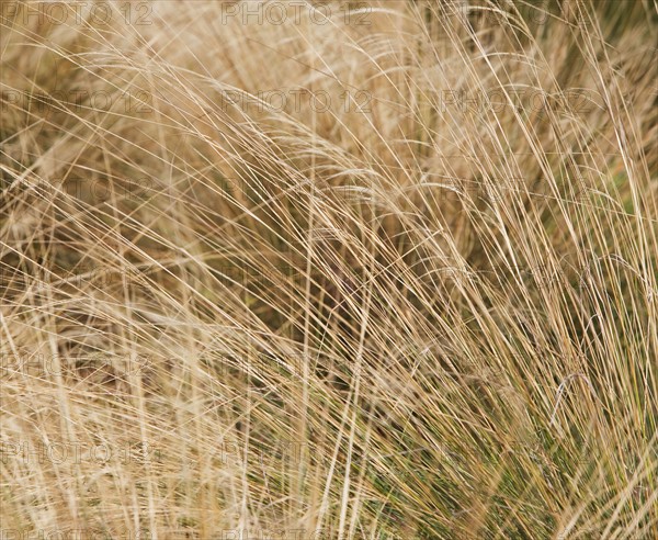 beach grass scene. Date : 2008