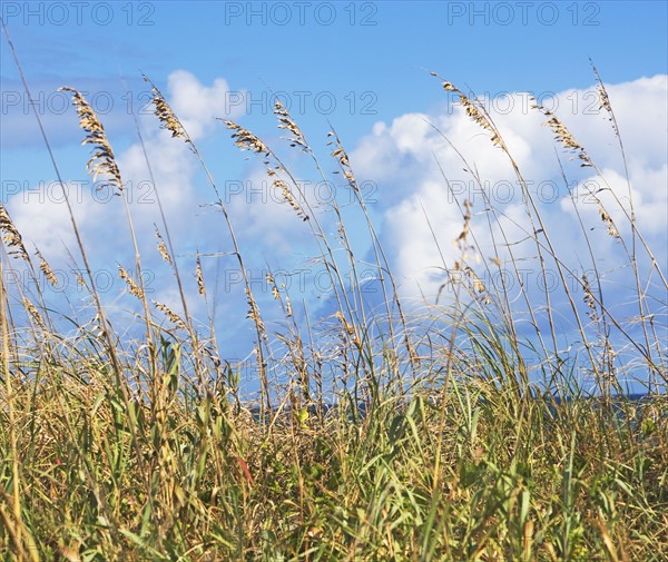 sea oats on the beach. Date : 2008