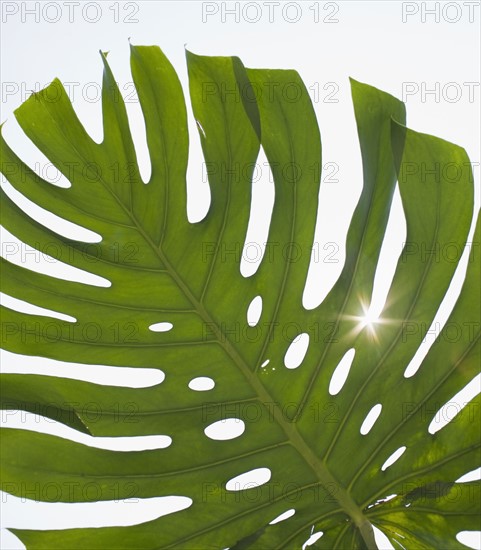 Close up of tropical leaf.