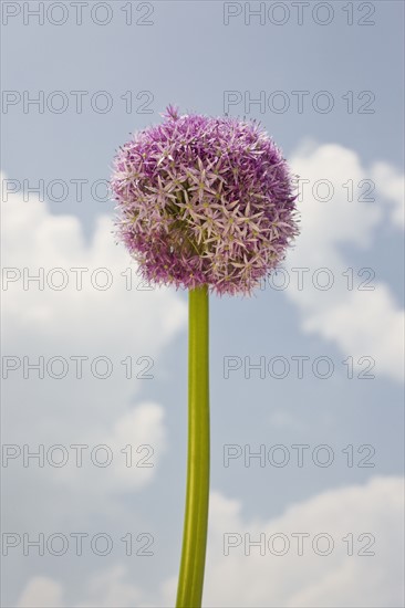 Close up of round flower against sky.