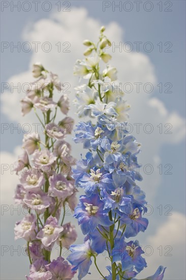 Close up of flowers against sky.