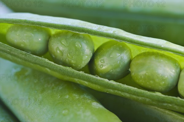 Close up peas in a pod.