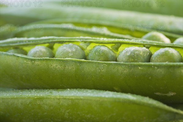 Close up peas in a pod.