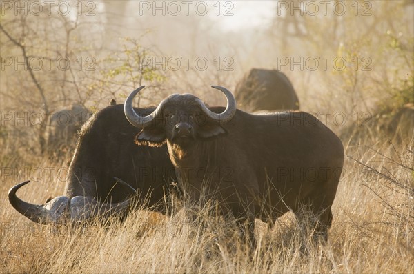 Wild water buffalo grazing. Date : 2008
