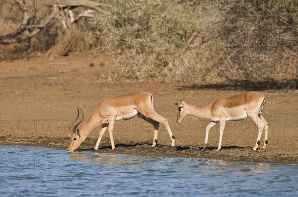 Wild impalas drinking from lake. Date : 2008