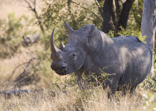 Wild rhinoceros standing in tall grass. Date : 2008