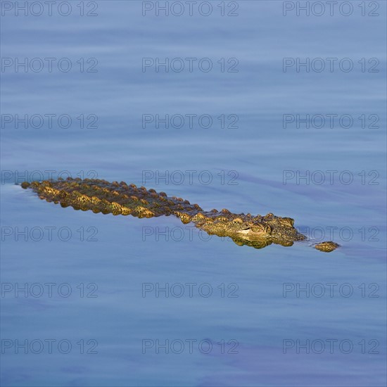 Crocodile swimming in water. Date : 2008