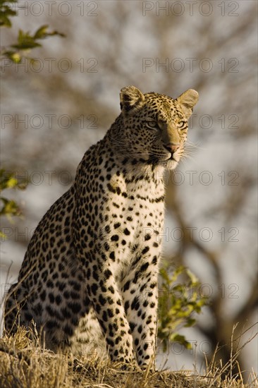 Alert leopard sitting on hill. Date : 2008