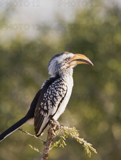 Bird perched on tree branch. Date : 2008