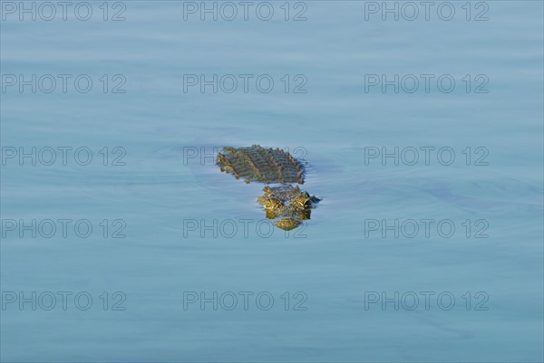 Crocodile swimming in river. Date : 2008