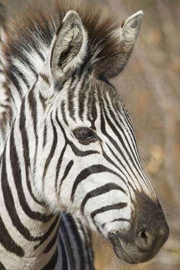 Portrait of zebra. Date : 2008