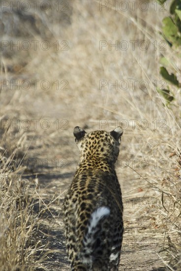 Leopard walking in grassy path. Date : 2008