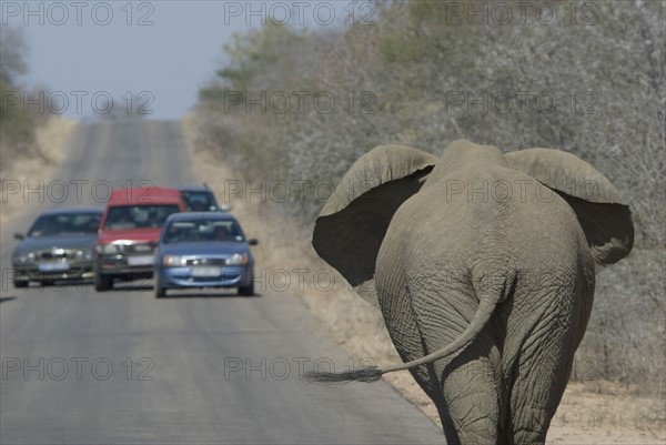 Cars stopping to watch elephant on road. Date : 2008