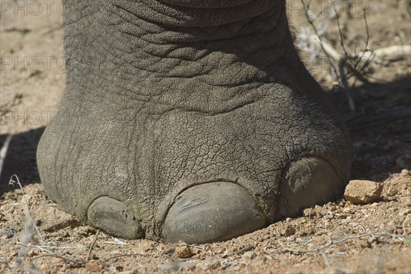 Close up of elephant foot. Date : 2008