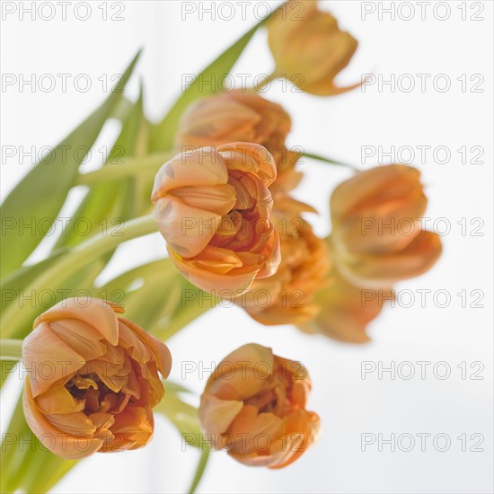 Close up of flowers.