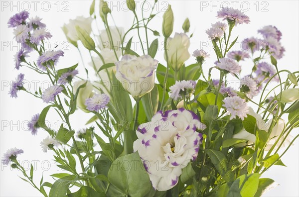 Close up of flowers.