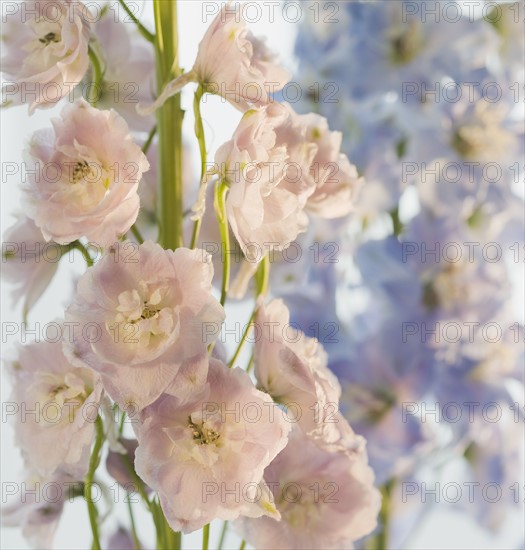 Close up of flowers.