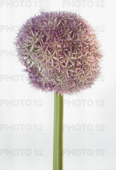 Close up of round flower.