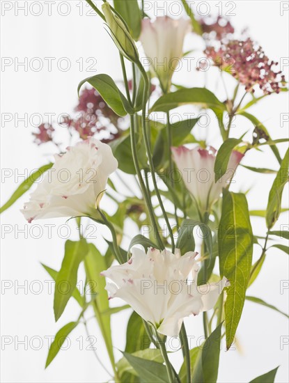 Close up of flowers.