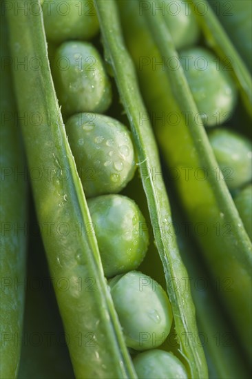 Close up peas in a pod.