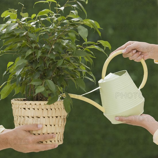 Couple watering houseplant.