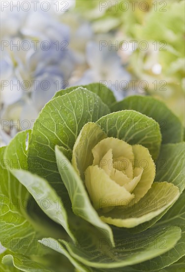 Close up of flowers and plant.