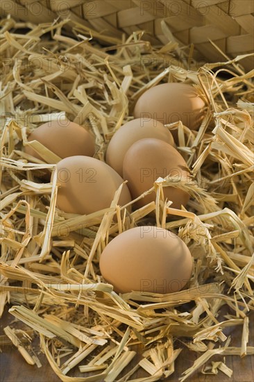 Fresh eggs in hay.