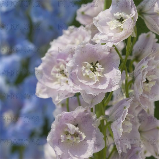 Close up of delicate flowers.