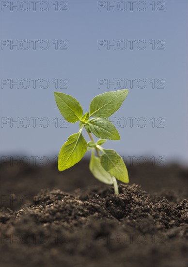 Close up of seedling.